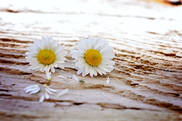 daisy-flowers-wildflowers-wood.jpg daisy-flowers-wildflowers-wood.jpg