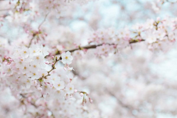 bloom-blooming-blur-71859-600x400.jpg bloom-blooming-blur-71859-600x400.jpg